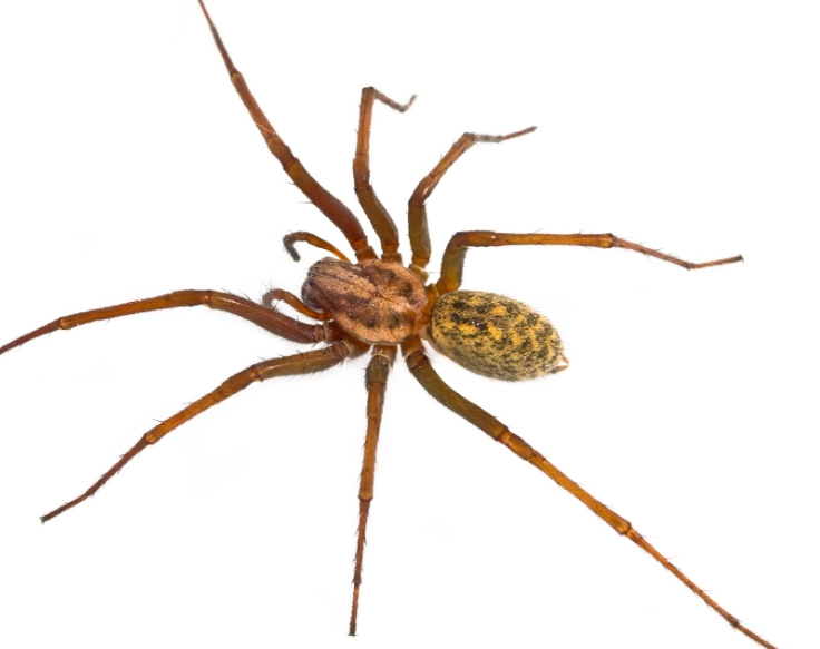 hobo spider identification