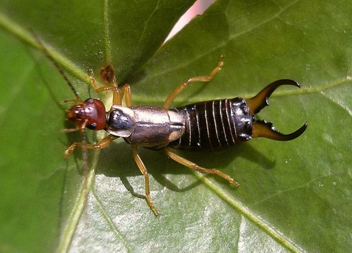 earwig control