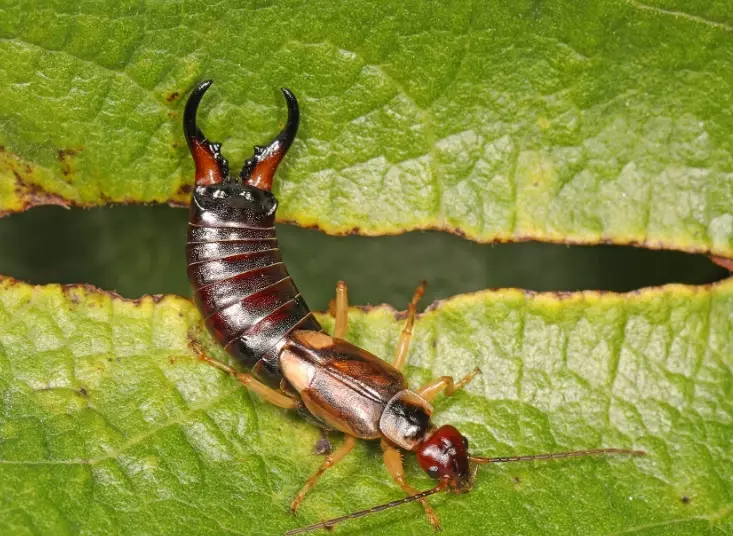 earwig infestation