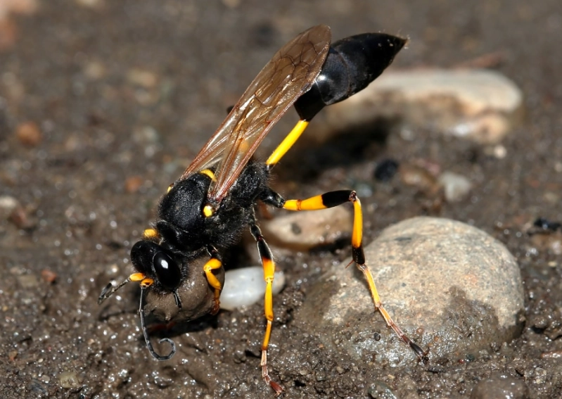 mud dauber