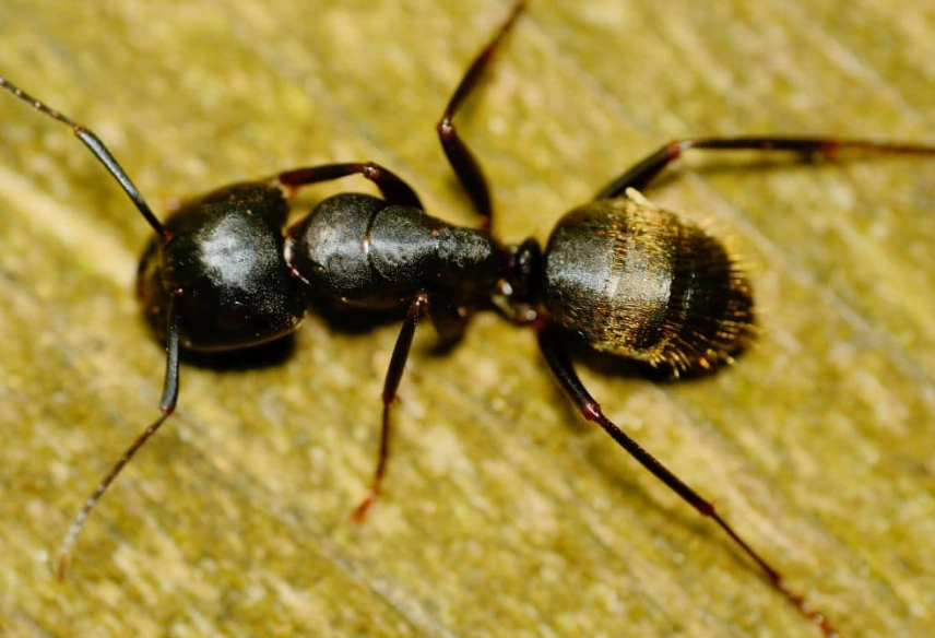 how to get rid of carpenter ants