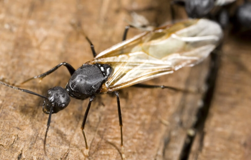 how to get rid of carpenter ants