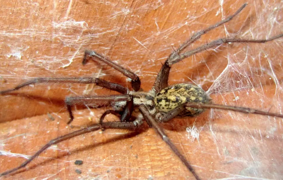 hobo spider bite