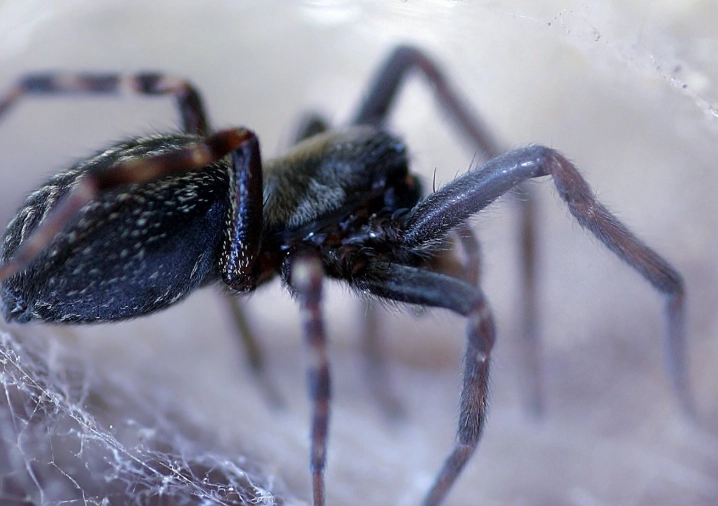 black spider identification