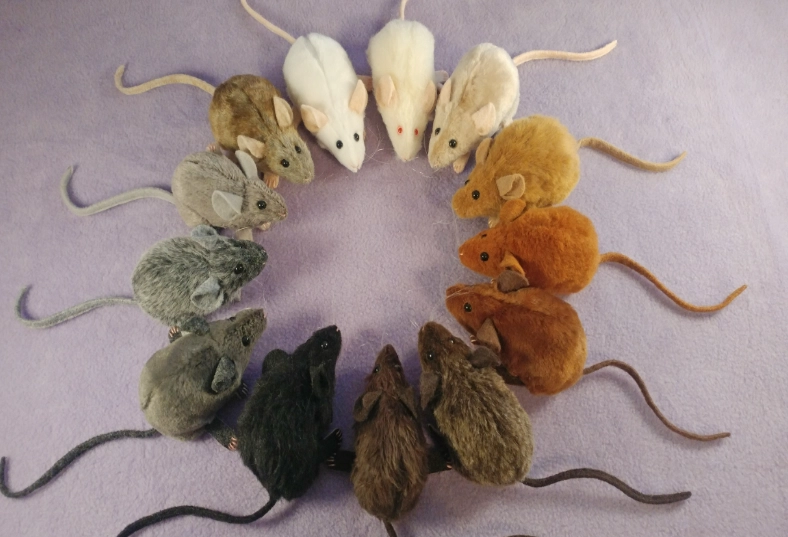 mouse color patterns