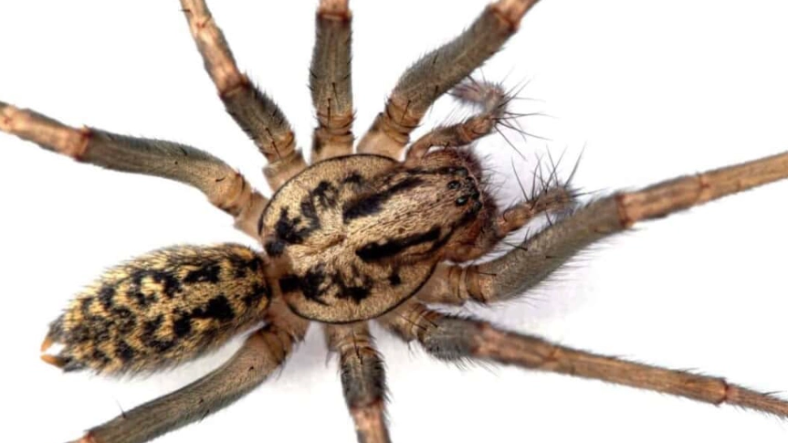 Hobo Spider: The Complete Identification and Risk Guide