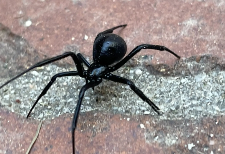 are black spiders poisonous