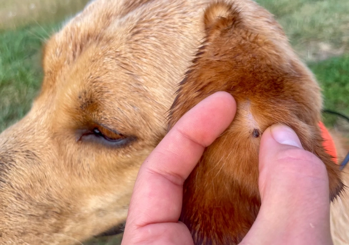 dog tick diseases