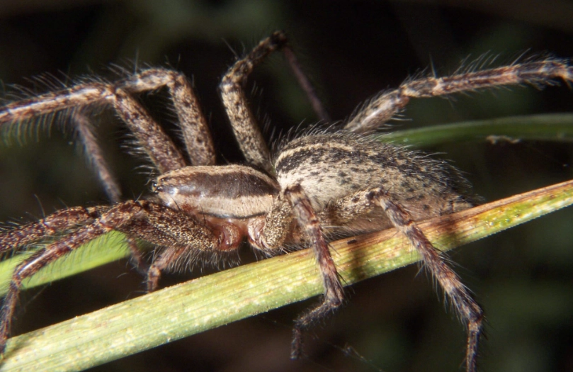 The Grass Spider: Your Complete Guide to Identification, Webs, and Safety