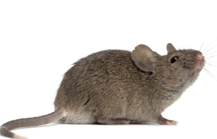 What Color Are Mice? A Complete Guide to Mouse Fur Colors and Patterns