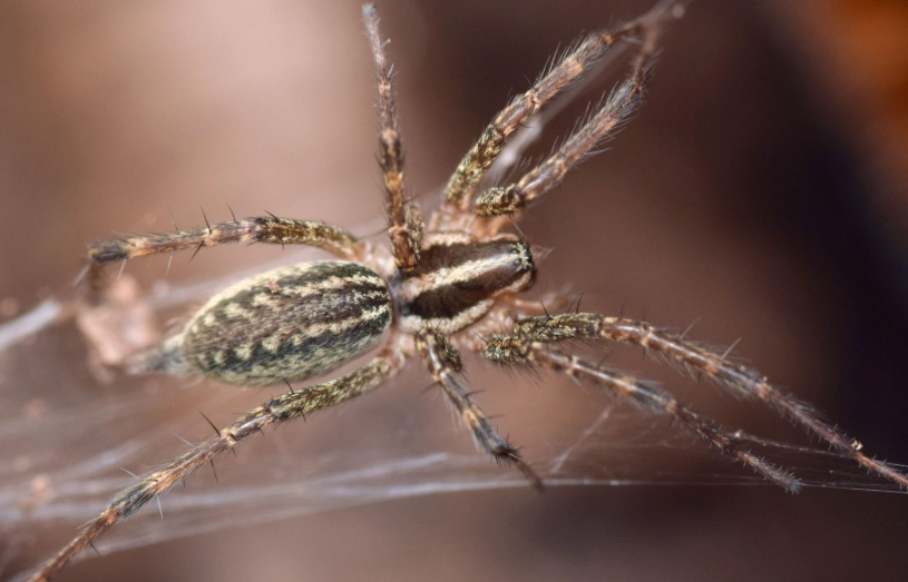 are grass spiders poisonous