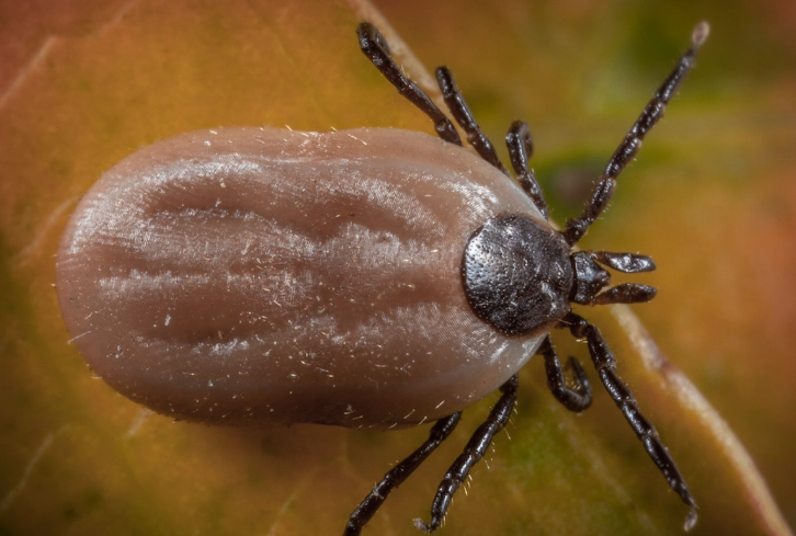 dog tick removal
