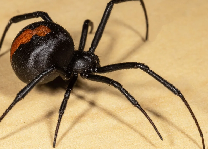 common black spiders