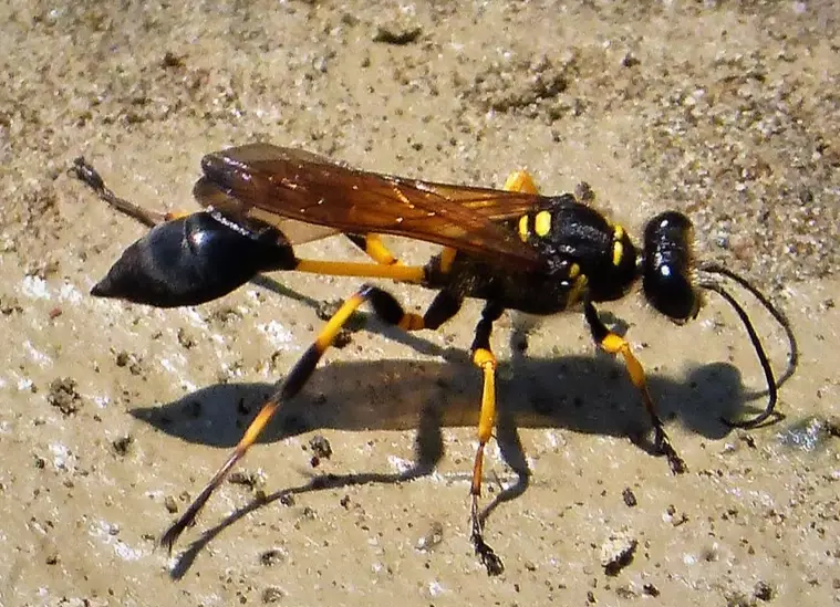 mud dauber