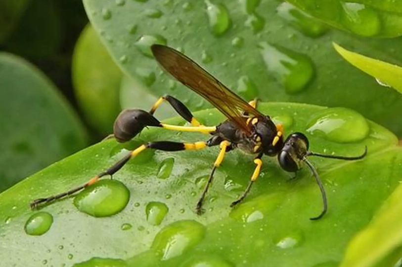 mud dauber