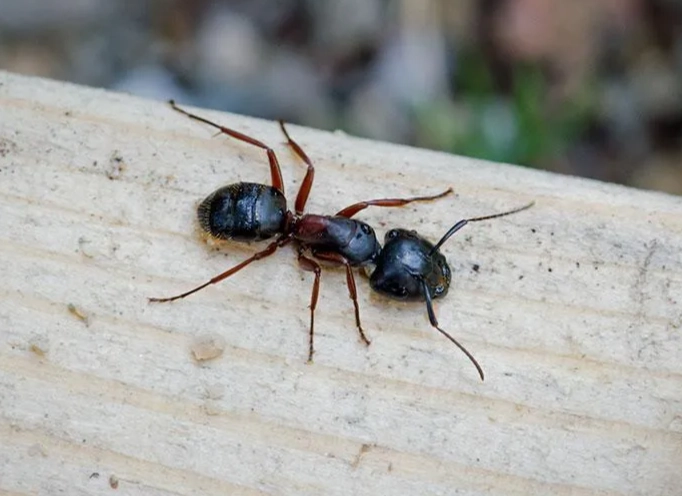 Carpenter Ants: The Ultimate Guide to Identification, Damage, and Control