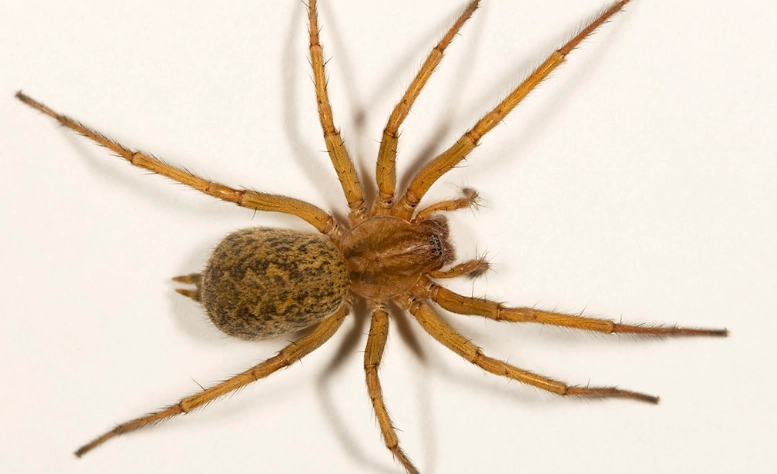 hobo spider bite