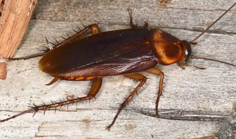 cockroach infestation signs