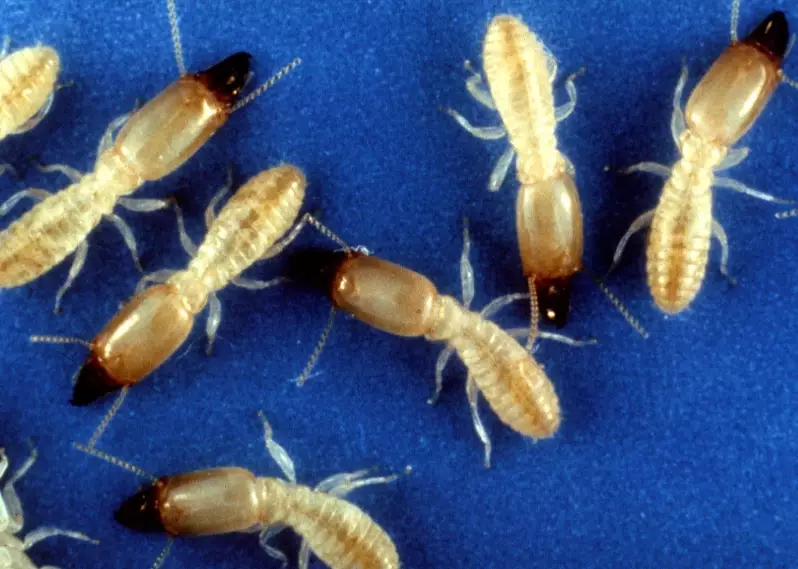 subterranean termite control