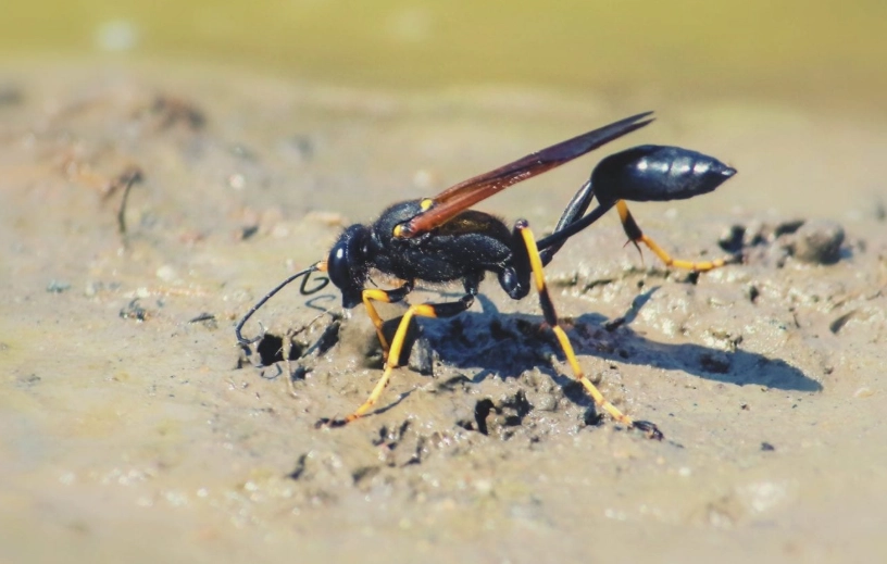 Dirt Daubers: Your Complete Guide to Identification, Benefits, and Safe Removal