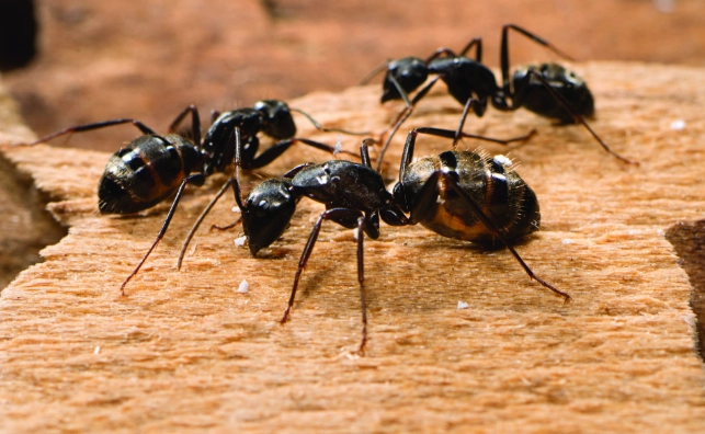 carpenter ant damage