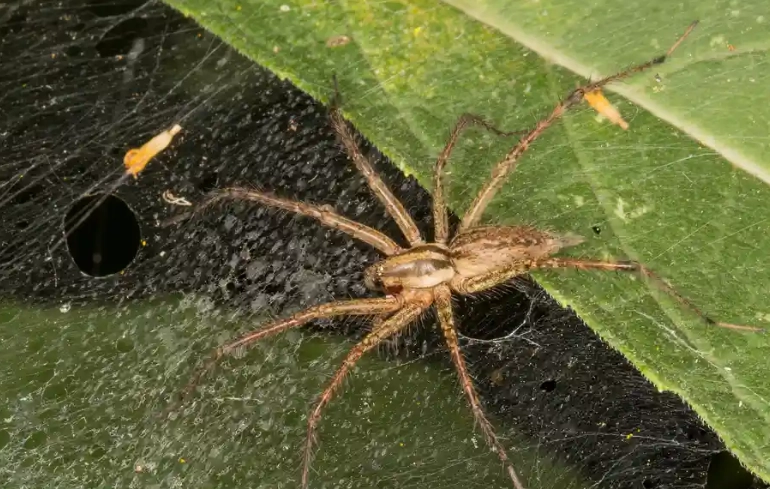 are grass spiders poisonous
