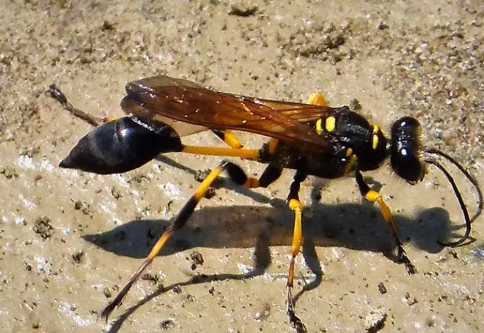 What Are Dirt Daubers? A Complete Guide to These Solitary Wasps