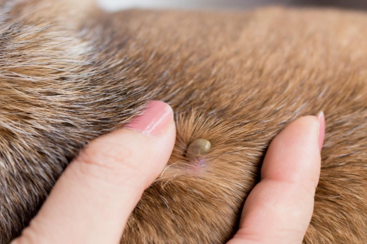 The Complete Guide to Dog Ticks: Identification, Removal & Prevention