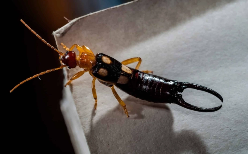 earwig in house