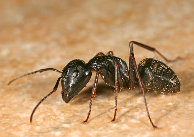 carpenter ant damage
