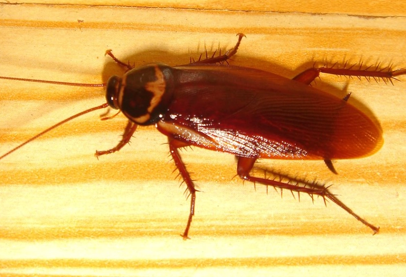 how to get rid of cockroaches