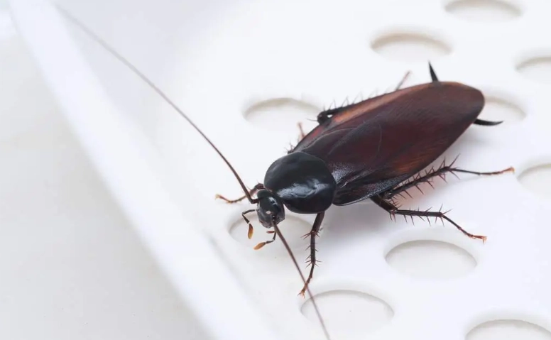 How Long Can Roaches Live Without Water? Survival Secrets Revealed