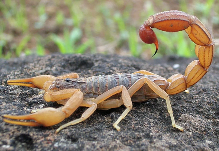 scorpion sting treatment