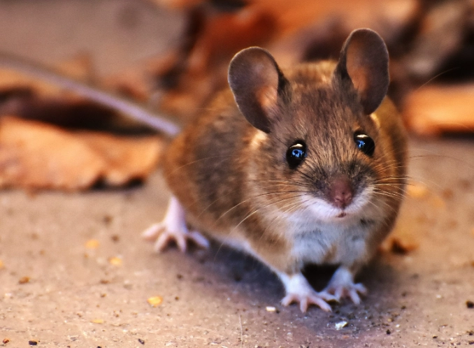 signs of mice in house