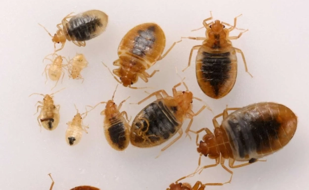 signs of bed bugs