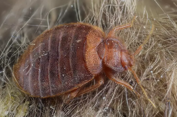 what do bed bugs look like