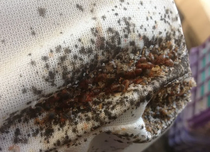 bed bug infestation causes