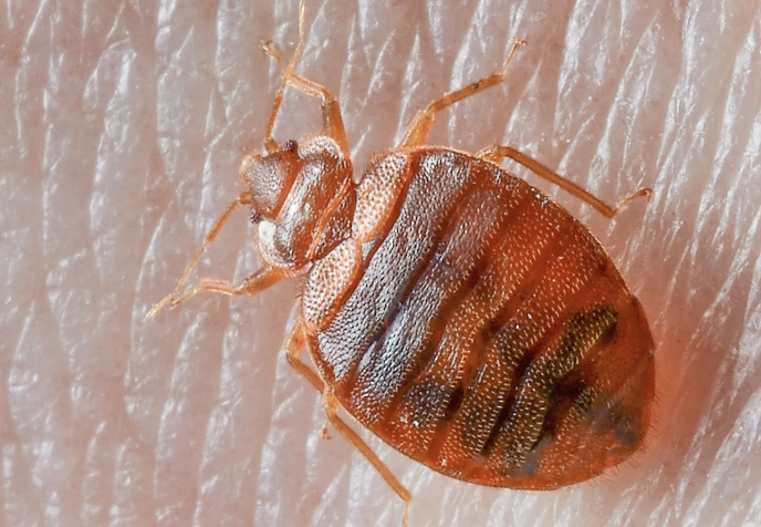 what do bed bugs look like