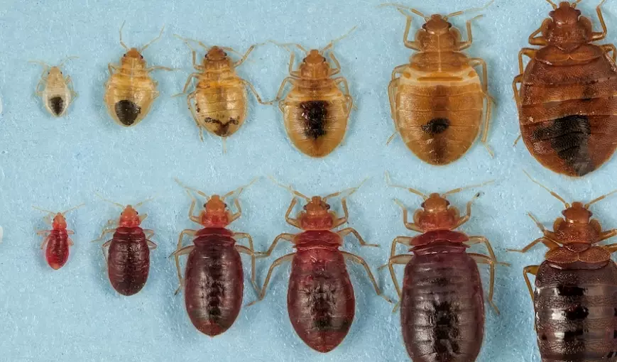 bed bug identification