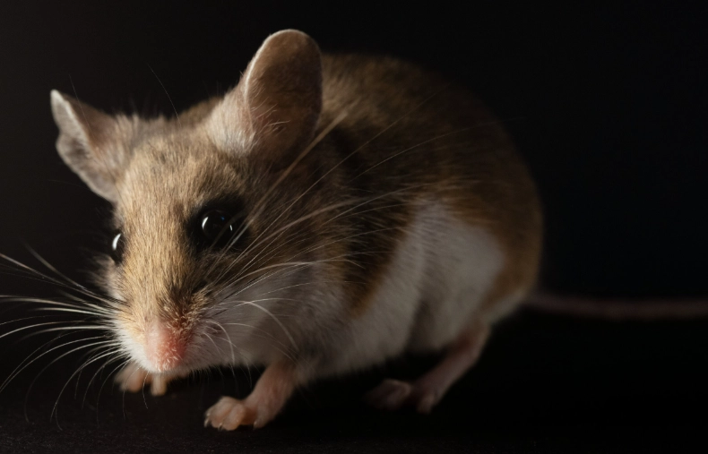 how to get rid of mice