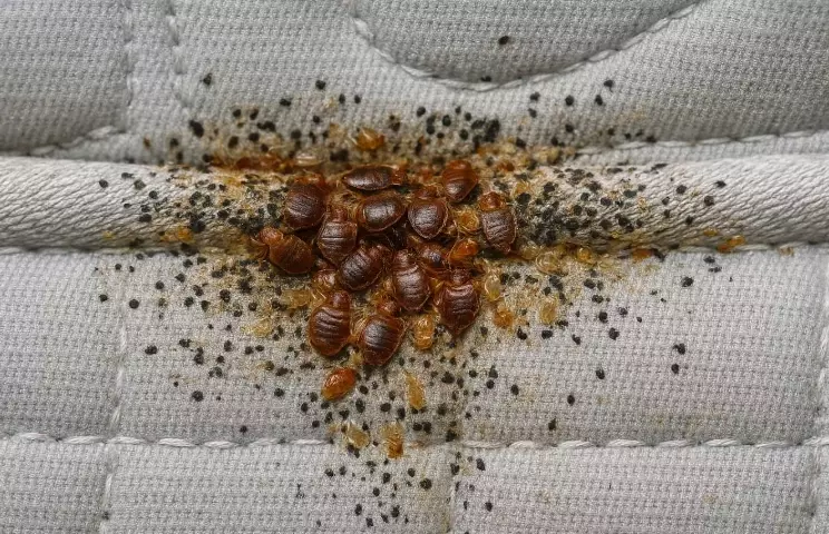 How Do Bed Bugs Start? The 5 Most Common Ways They Get Into Your Home