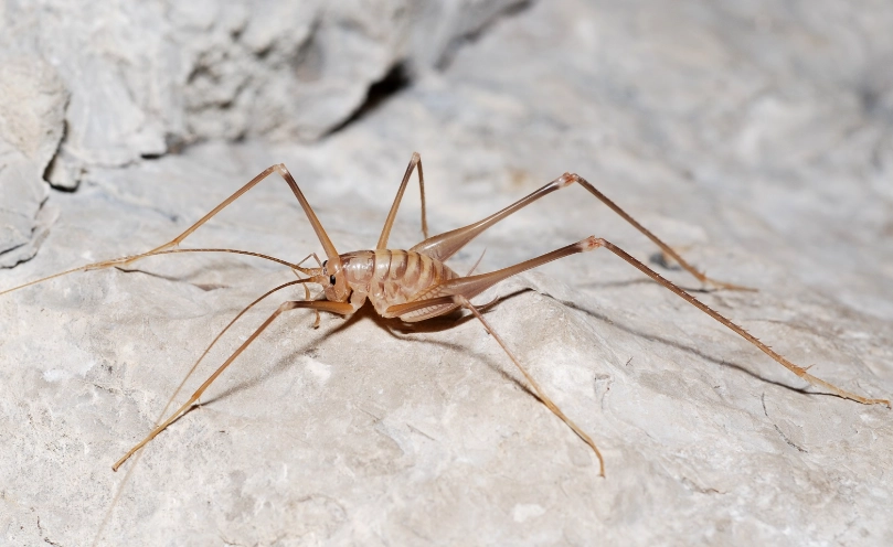 how to get rid of cave crickets