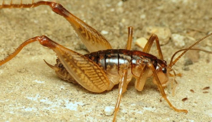 Cave Crickets Demystified: Your Complete Guide to Identification, Control, and Prevention