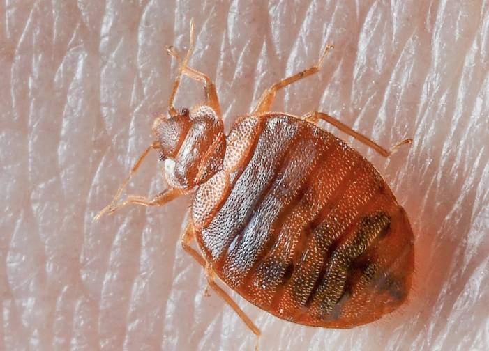 where do bed bugs come from