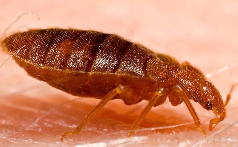 where do bed bugs come from