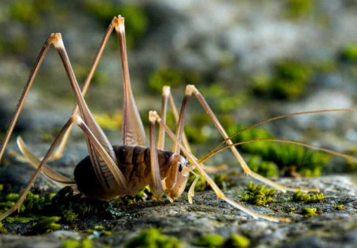 cave cricket control