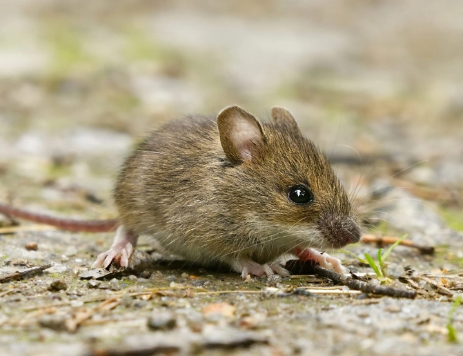 Mice: The Ultimate Guide to Understanding Rodents in Your Home