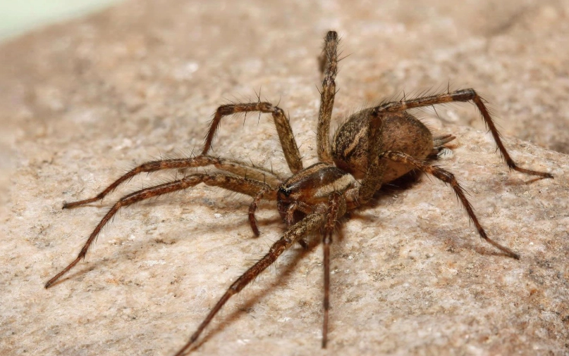 Brown Funnel Web Spider: Facts, Venom & Safety Guide