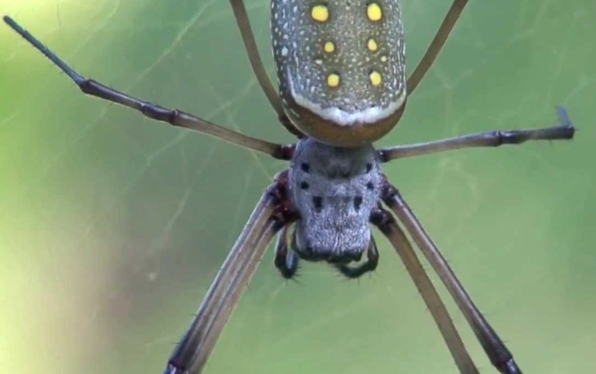 how big do orb weavers get
