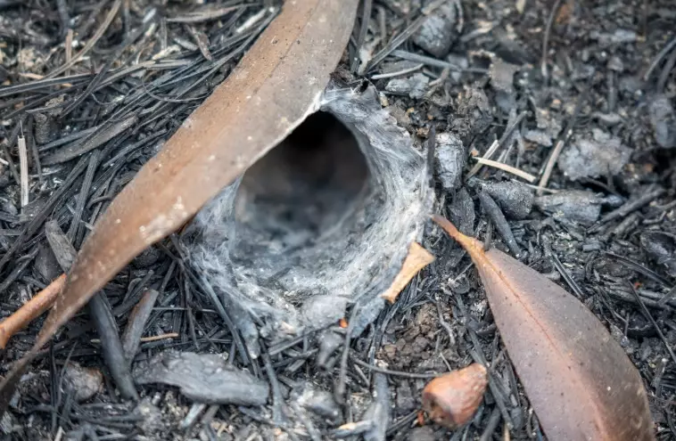 funnel web spider virginia
